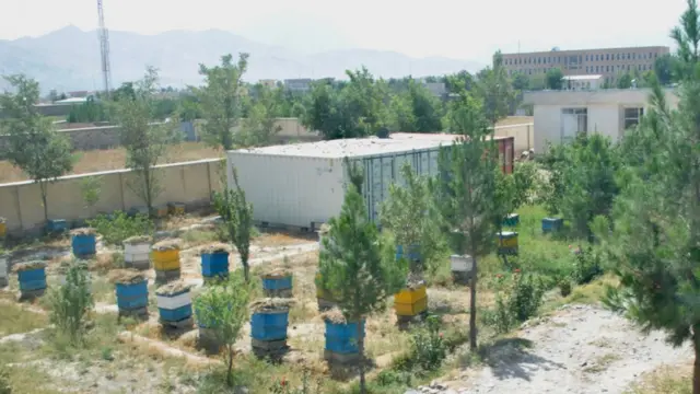 مسئولان مرکز حمایت از زنبورداری در وزارت زراعت افغانستان گفته اند که آلودگی هوا و خشکسالی بر تولید عسل در این کشور اثر منفی بجا گذاشته است.