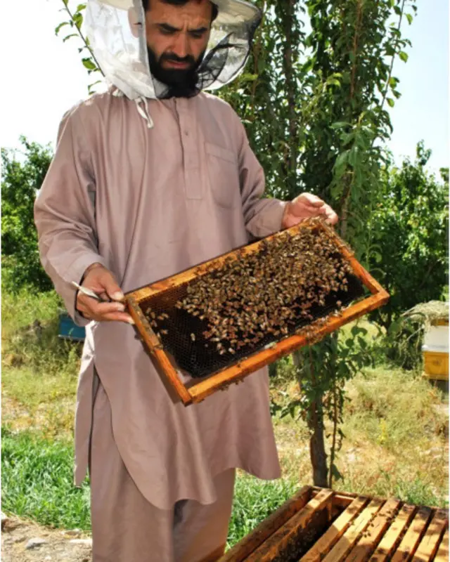 این کارخانه زیرمجموعه مرکز حمایت از زنبورداری است که در گذشته بیش از چهل هزار کندوی زنبور عسل داشت، ولی حال کمتر از صد کندوی زنبور عسل دارد. 