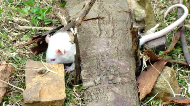 Foto: Arquivo Luisa Méndez (Laboratório ESPOL)