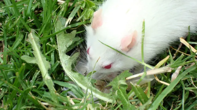 Rato fareja mina terrestre. Foto: Arquivo Luisa Méndez (Laboratório ESPOL)