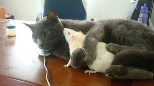 Gato 'abraça' rato do laboratório. Foto: Leandra Felipe/Especial para a BBC Brasil