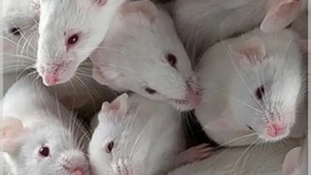Tikus
