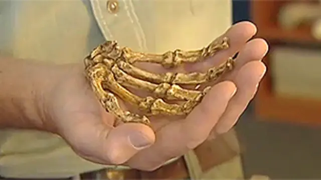 被认为有猿类和人类特征的骨骼