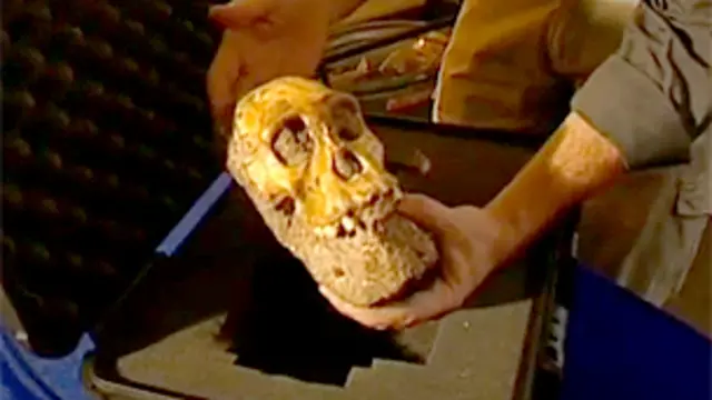 被认为有人类猿类特征的头骨