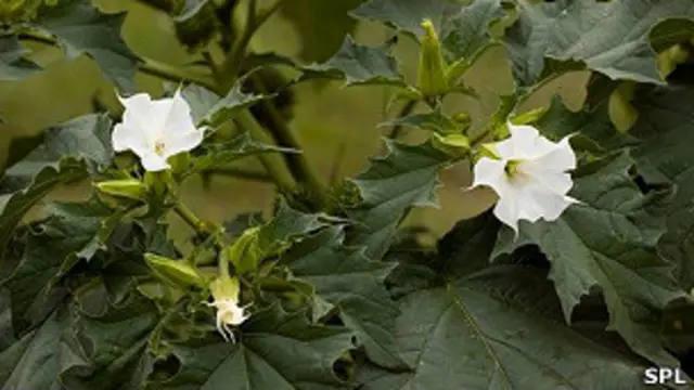 Estramonio silvestre