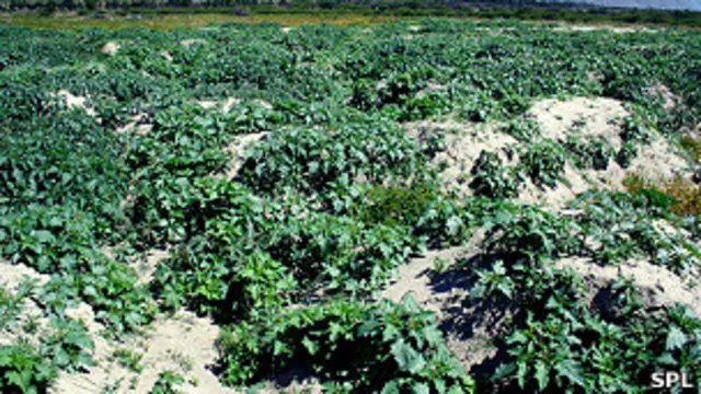 Estramonio (Datura stramonium)
