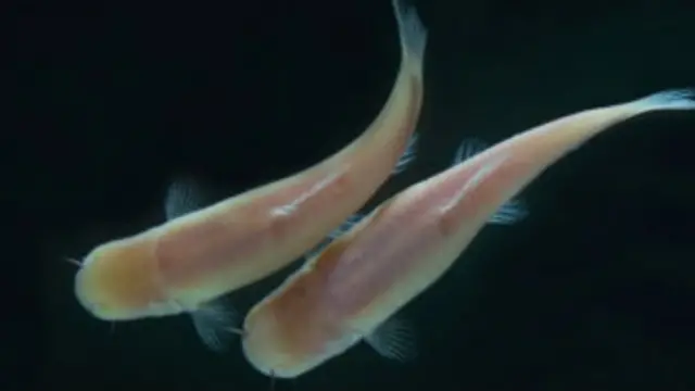 blind fish