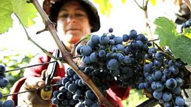 Cosecha de uvas