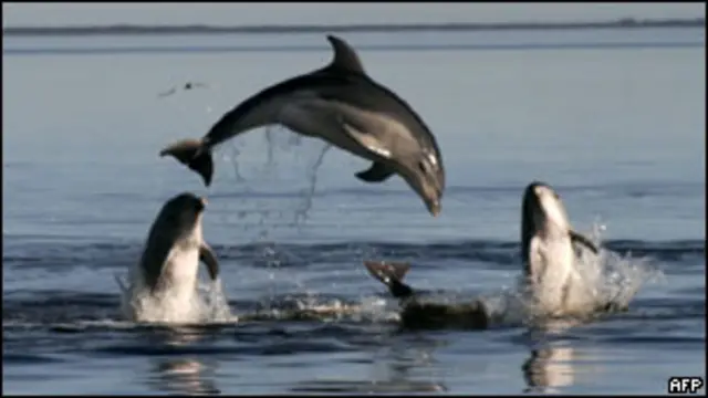 Delfines