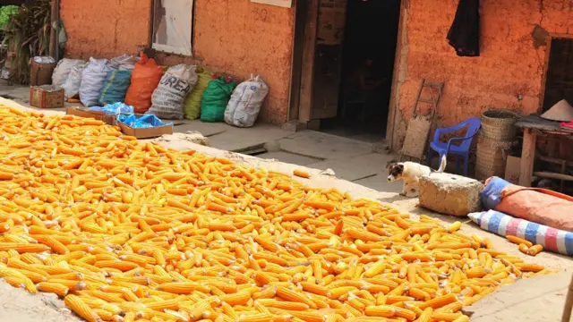 Sân phơi ngô 