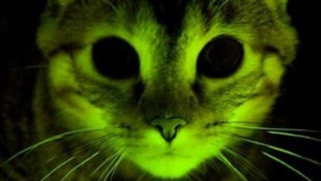 Gatos fosforescentes para estudiar el sida BBC News Mundo