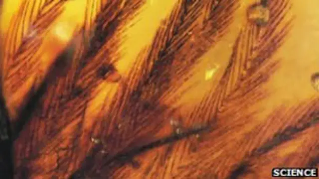 Penas conservadas em âmbar/Science