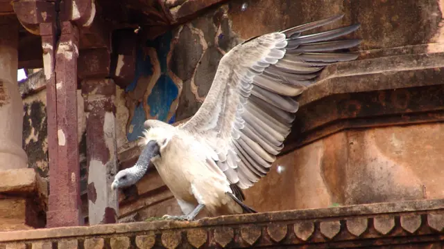 ओरछा के गिद्ध