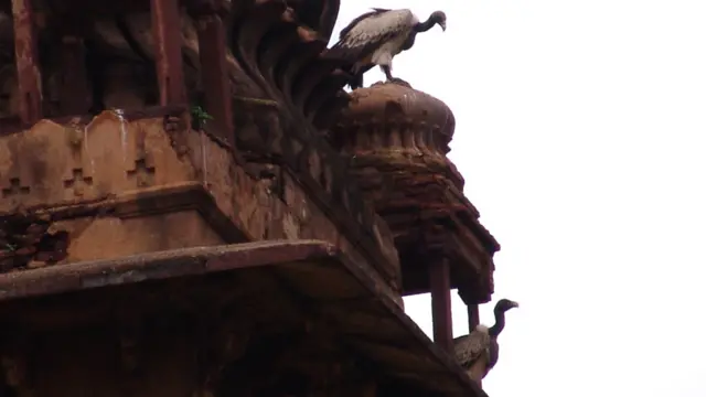 ओरछा के गिद्ध