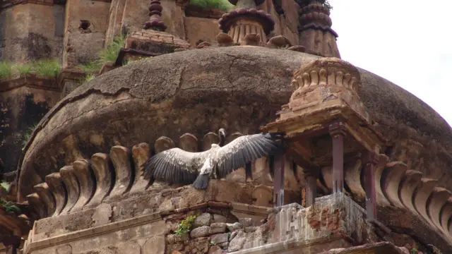 ओरछा के गिद्ध