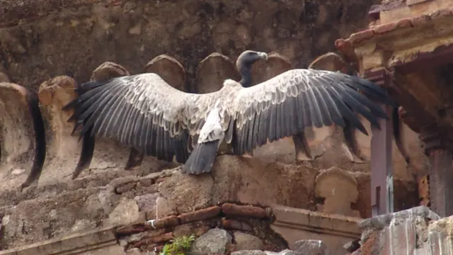 ओरछा के गिद्ध