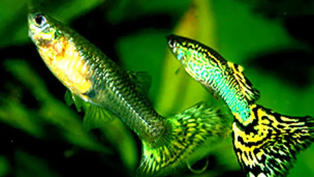 Peces guppy Poecilia reticulata Foto: Marrabbio2