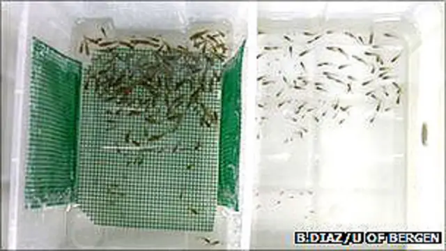 Tanques con peces Foto: B. Díaz/Universidad de Bergen