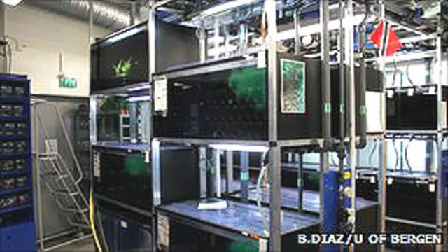 Tanques con peces Foto: B. Díaz/Universidad de Bergen