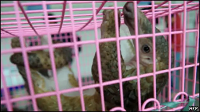 Trenggiling yang disita di Thailand