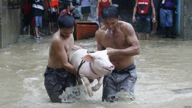 Ternak ikut mengungsi