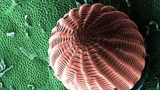 Huevo de mariposa en hoja de algodoncillo EDWARD KINSMAN/SCIENCE PHOTO LIBRARY 