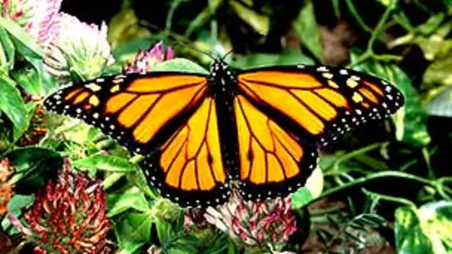 Mariposa monarca JOHN MITCHELL/SCIENCE PHOTO LIBRARY