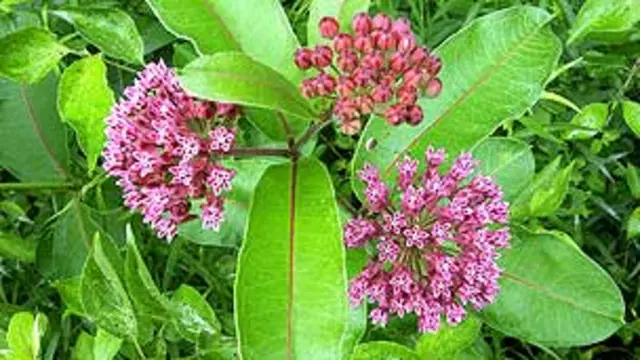 Algodoncillo KEN M. HIGHFILL/SCIENCE PHOTO LIBRARY