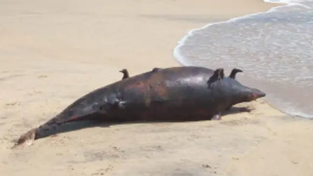 இறந்த டால்பின் ஒன்று