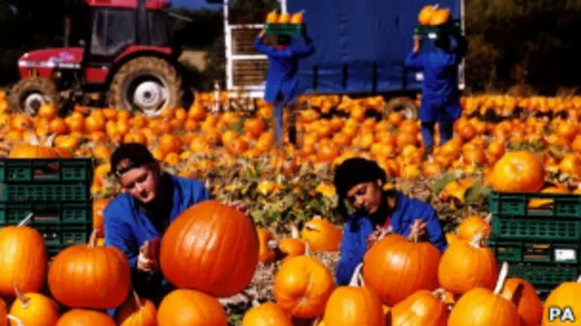 productores de calabaza