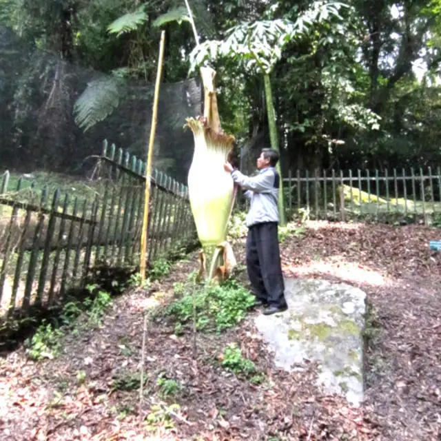 Pekerja Kebun Raya Cibodas berdiri di dekat Bunga Bangkai