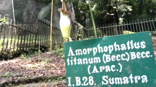 Bunga Bangkai ayng sudah layu 