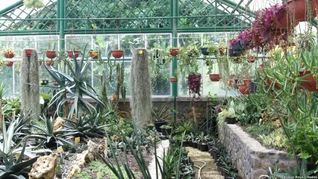 Koleksi Kebun Raya Cibodas