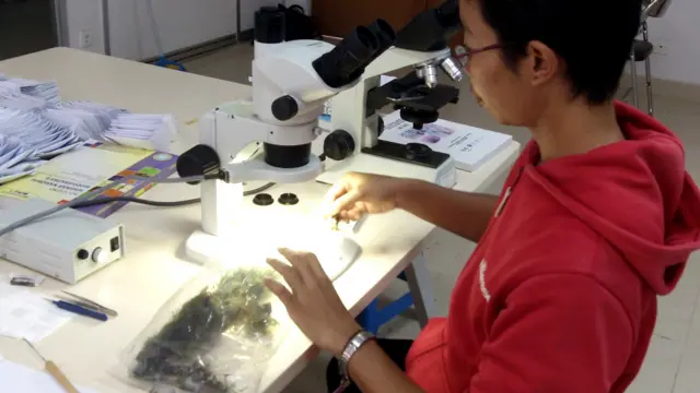 Eka A.P Pranata, seorang peneliti di Kebun raya Cibodas