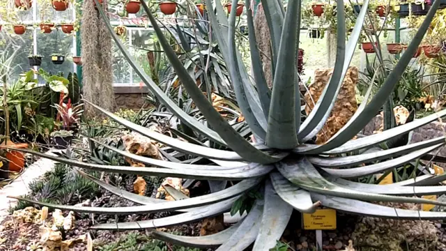 Lidah Buaya di Kebun Raya Cibodas