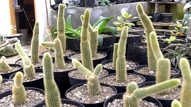 Kaktus di Kebun raya Cibodas