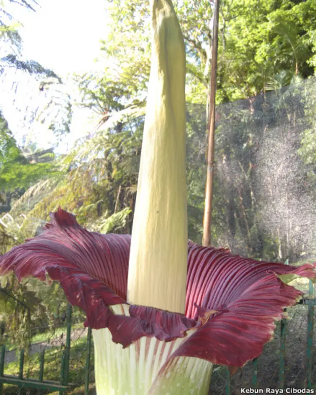 Bungan Bangkai di Kebun Raya Cibodas