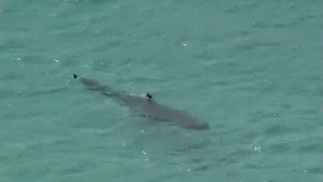 Tubarão provavelmente vai embora por conta própria, então ao vê-lo tente não se desesperar