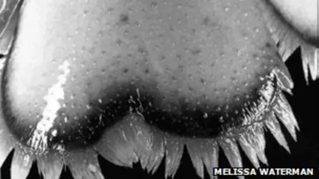 Muesca en la cola de una langosta.