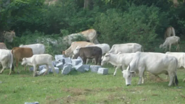 ہندو مذہب میں گائے کو مقدس مانا جاتا ہے اور اس کی پوجا کی جاتی ہے