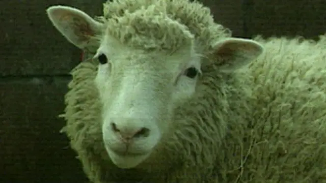 Первый клон млекопитающего - овца Долли