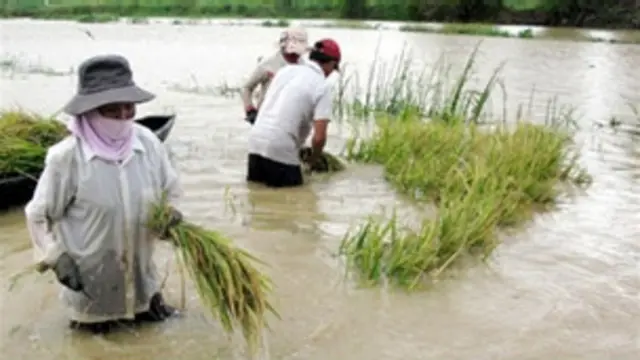 Nông dân thu hoạch lúa