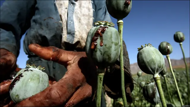 2009-жылдагы апийим талаасы.