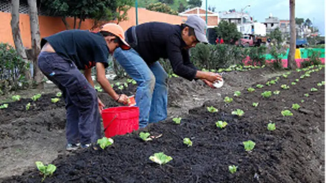 Huerto urbano en México