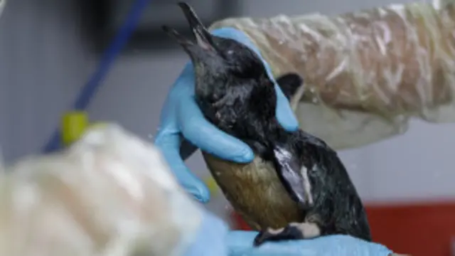 Burung terkena minyak