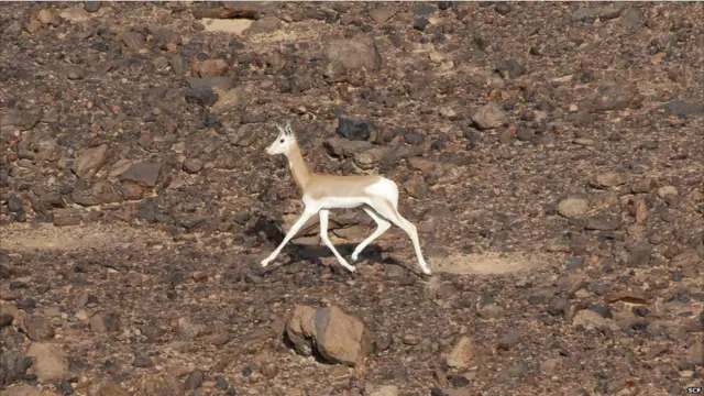 डामा गैज़ल, नाइजर