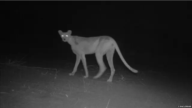 सहारन चीता