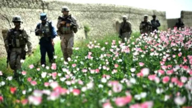 په اجرستان ولسوالې كې پر زرګونو جريبه ځمكه كوكنار كرل شوي.