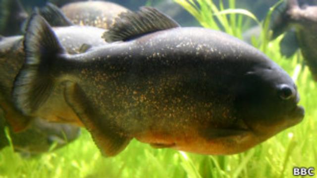 Piranha (Foto: BBC)