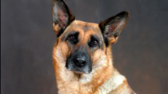 تربیت یافتہ کتّے ایک سلائیڈنگ چین کے ساتھ 800 میٹر تک گھوم کر رکھوالی کر سکیں گے